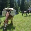 custom horse panniers